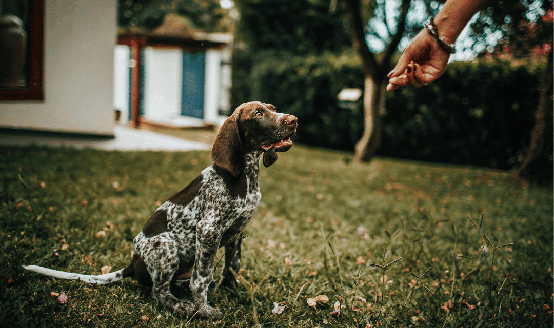 HOW TO POTTY TRAIN YOUR PUPPY CUE TRAINING FOR POTTY TRAINING