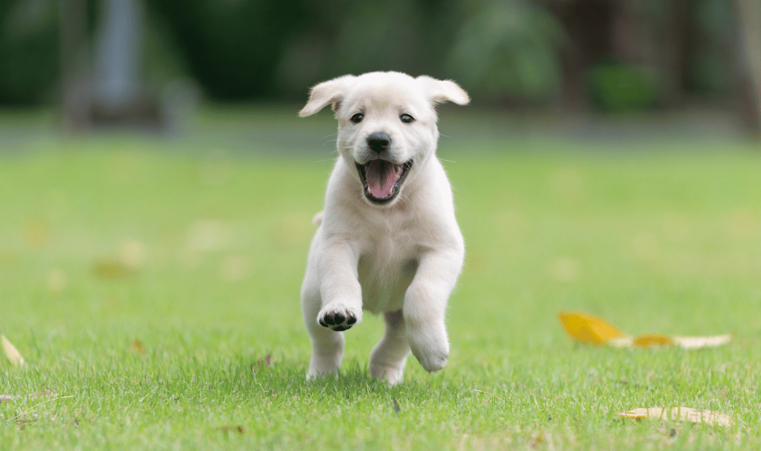 A happy puppy at potty spot