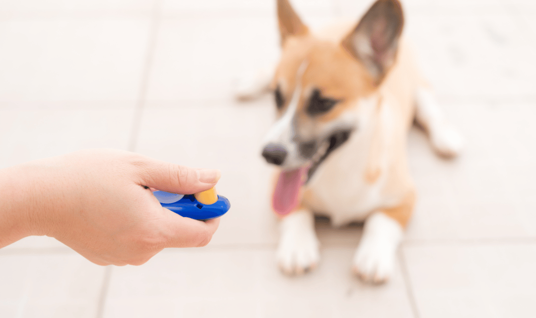 Cute puppy with clicker tool