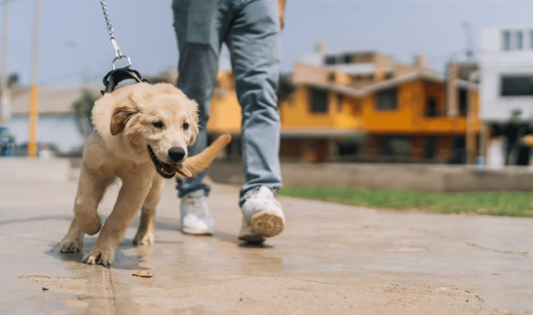 Happy puppy at potty spot