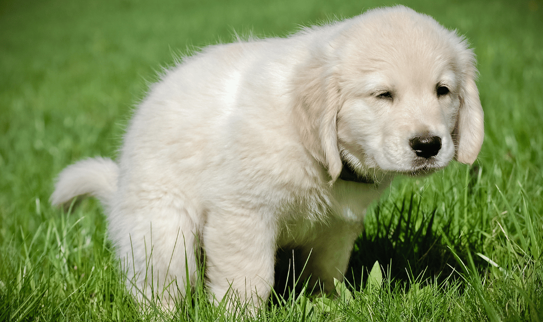 Puppy dislodging outdoors