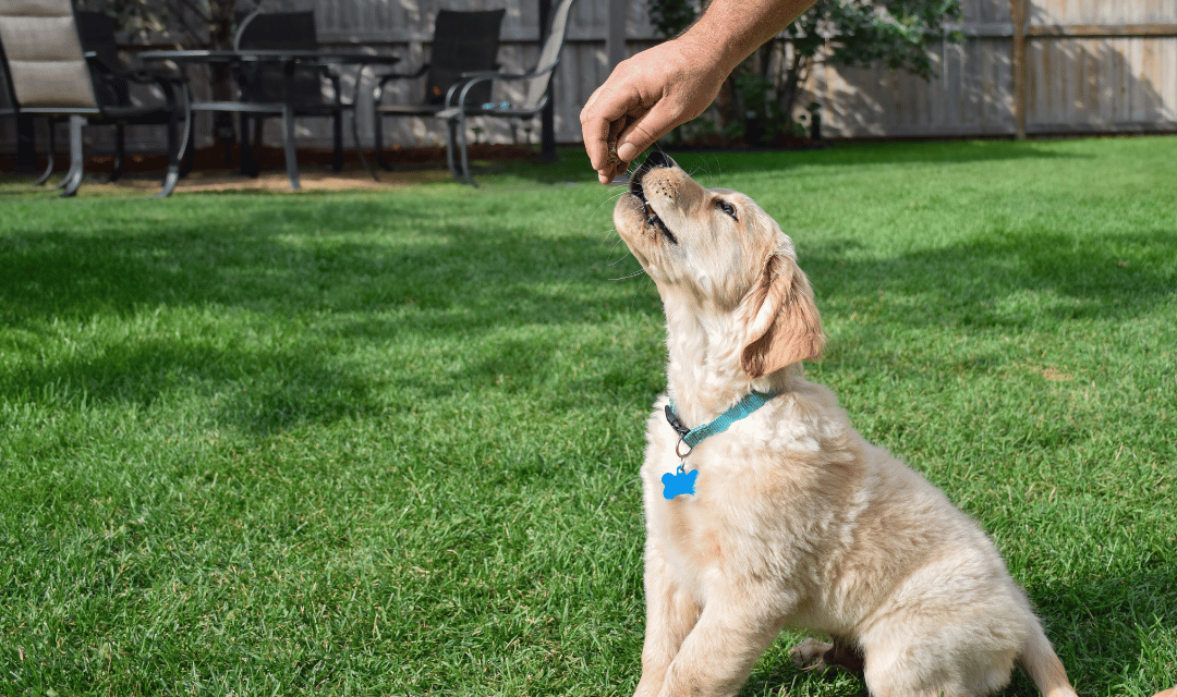 Puppy getting treat after cue