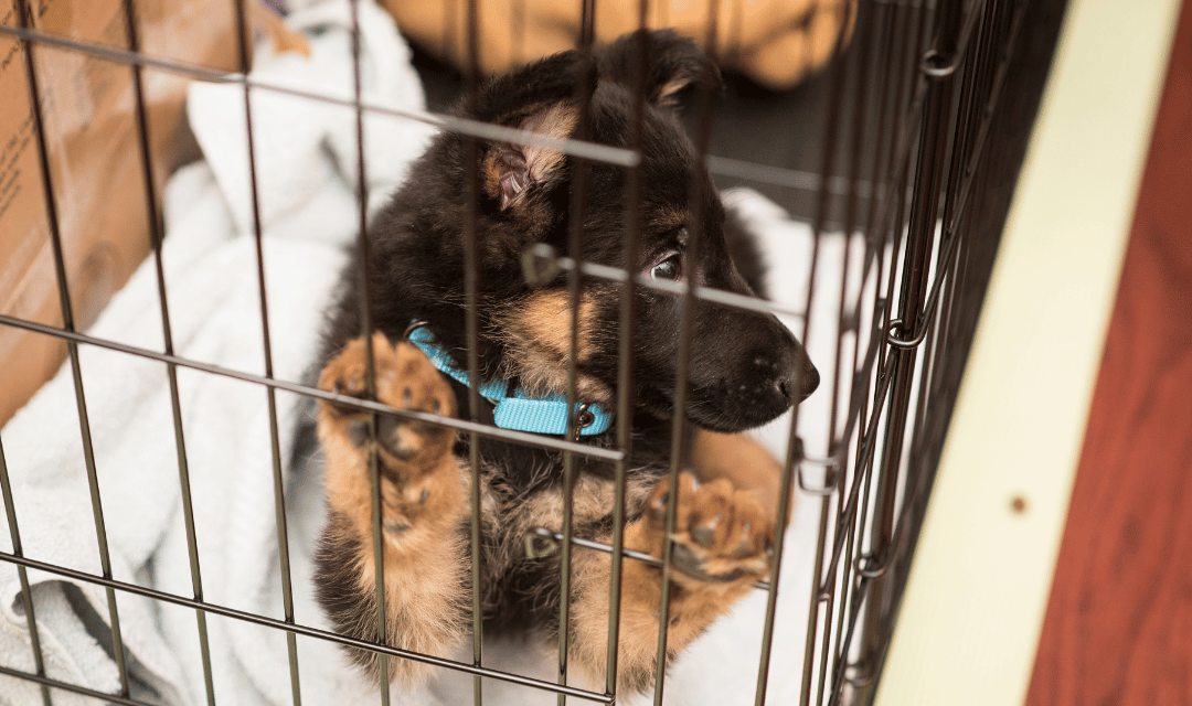 Puppy in cozy crate setup