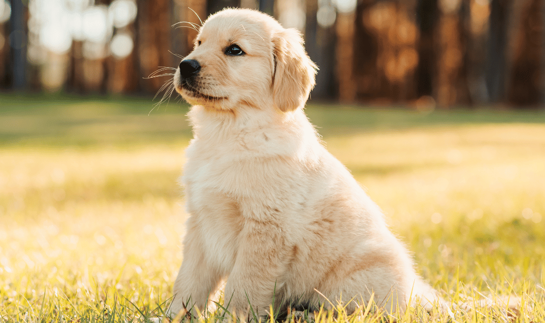 Puppy in outdoor potty area