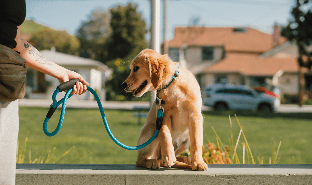 Puppy on leash with owner