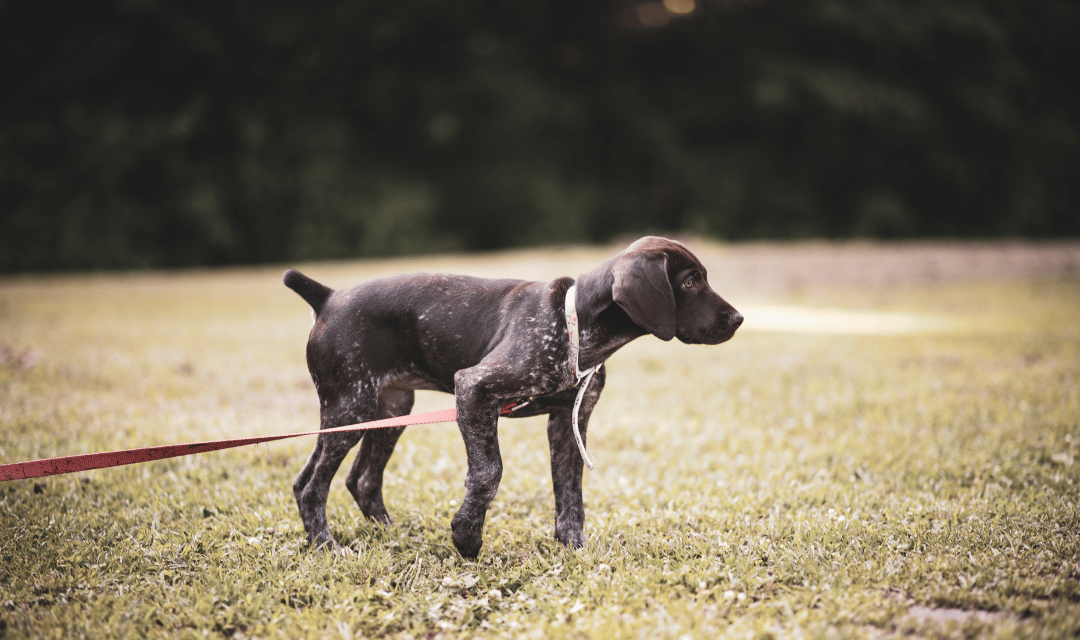 Puppy outdoor with leash
