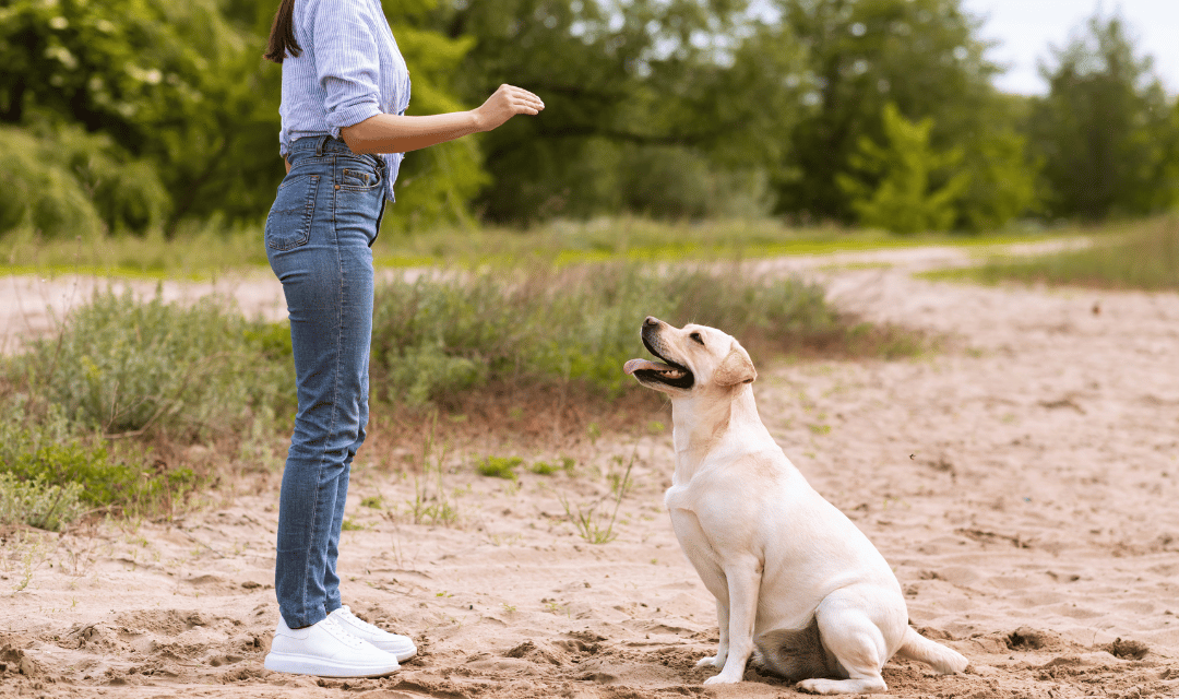 Puppy responding to cue command