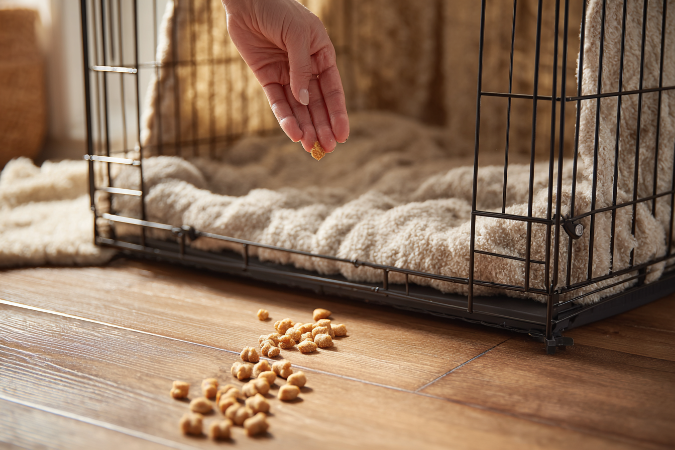 A close-up shot of a hand sprinkling small, high-value training treats leading from the floor right up to the entrance of a covered crate, creating a "trail" for a curious puppy to follow.