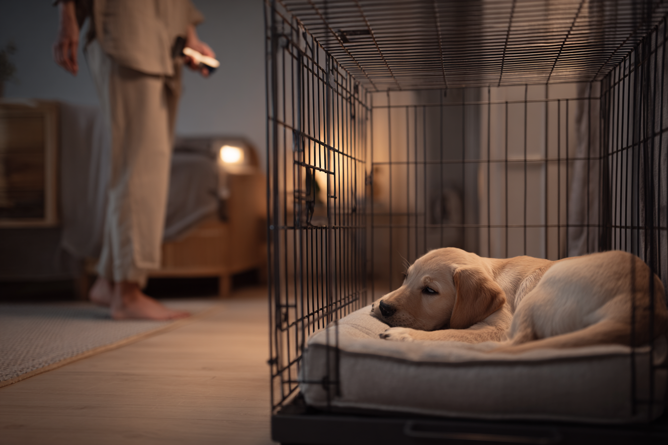 An owner standing a few feet away from a crate, their body slightly turned. The puppy inside is lying down calmly on a bed. The owner's hand is raised, ready to click the moment they turn back and the puppy remains settled.