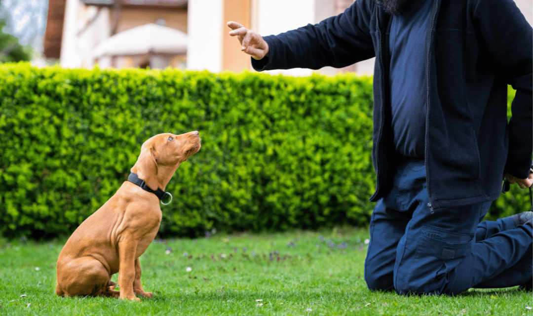 Owner giving potty cue command