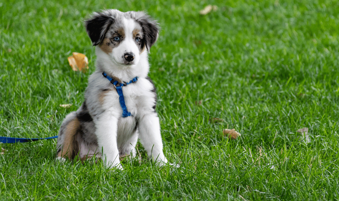 Puppy eliminating outside tethered