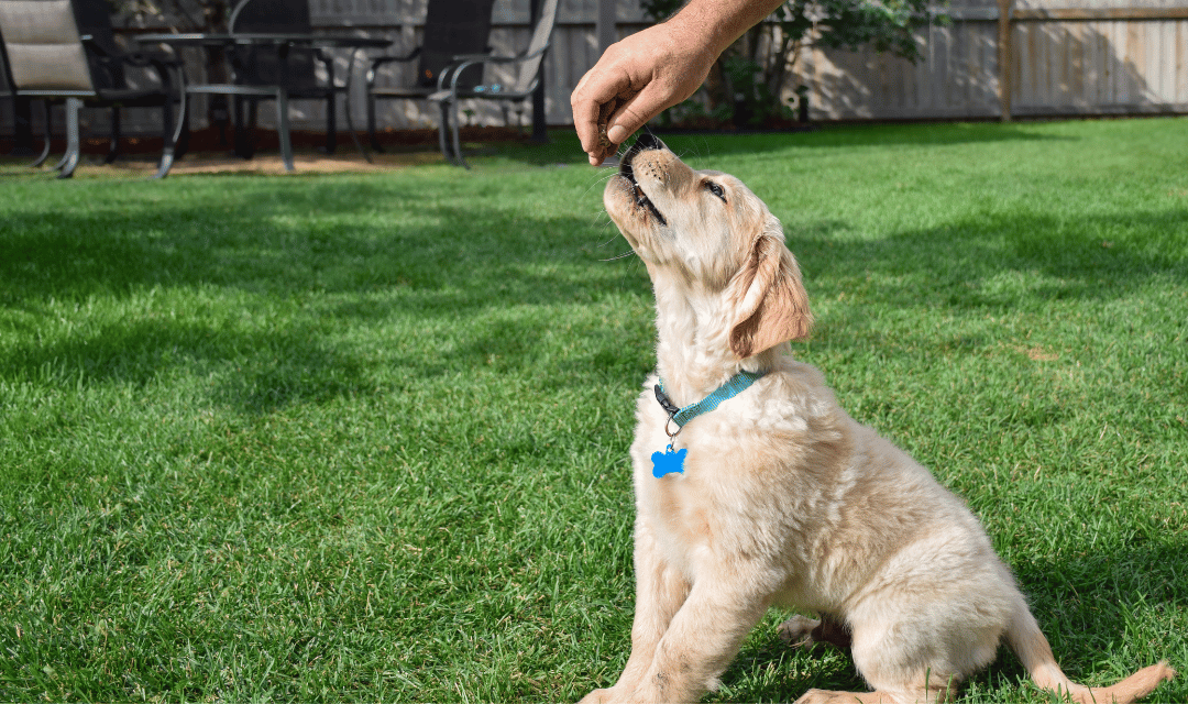 Puppy getting clicker treat