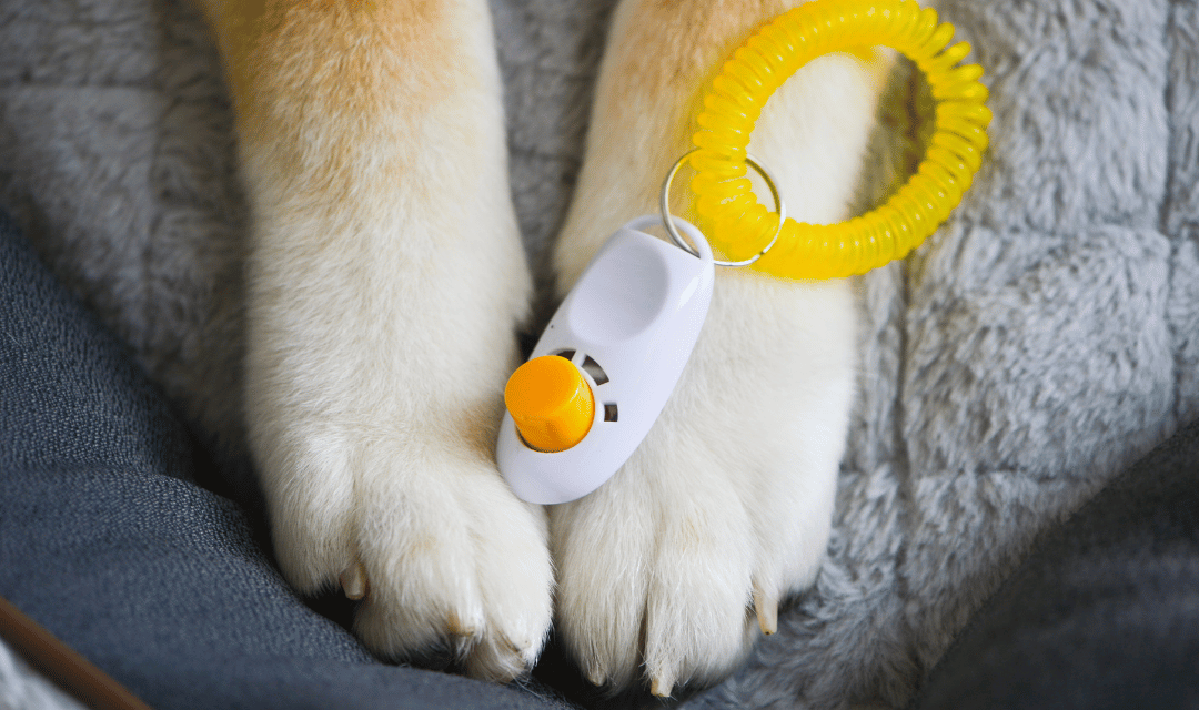 Puppy hearing clicker sound