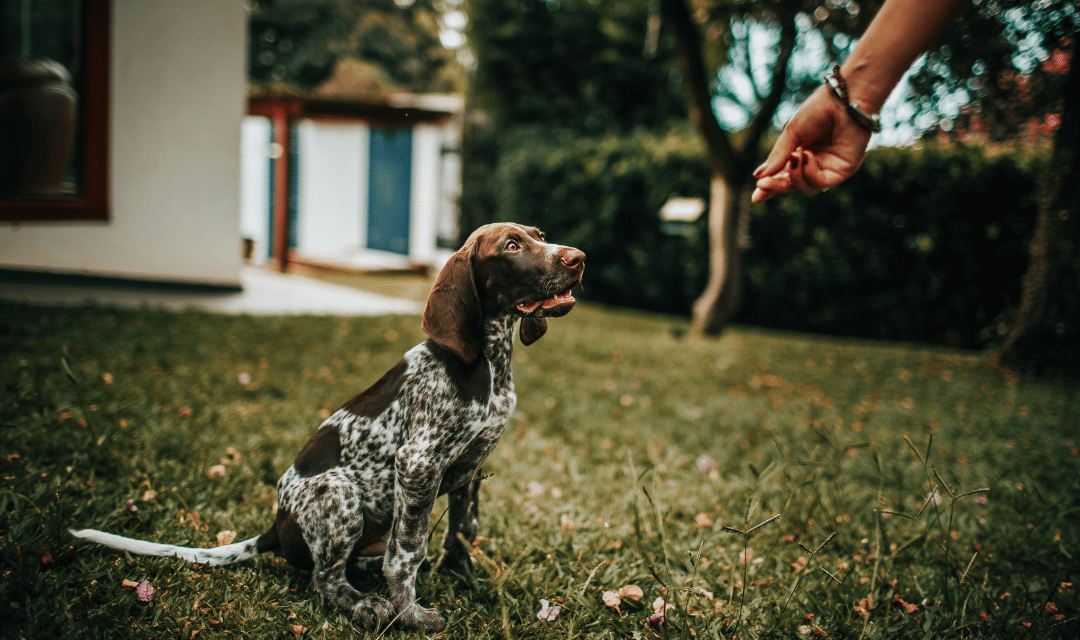 Puppy responding to cue outdoors