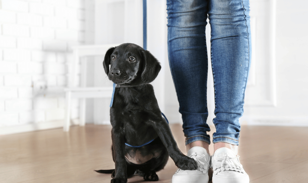 Puppy tethered to owner indoors