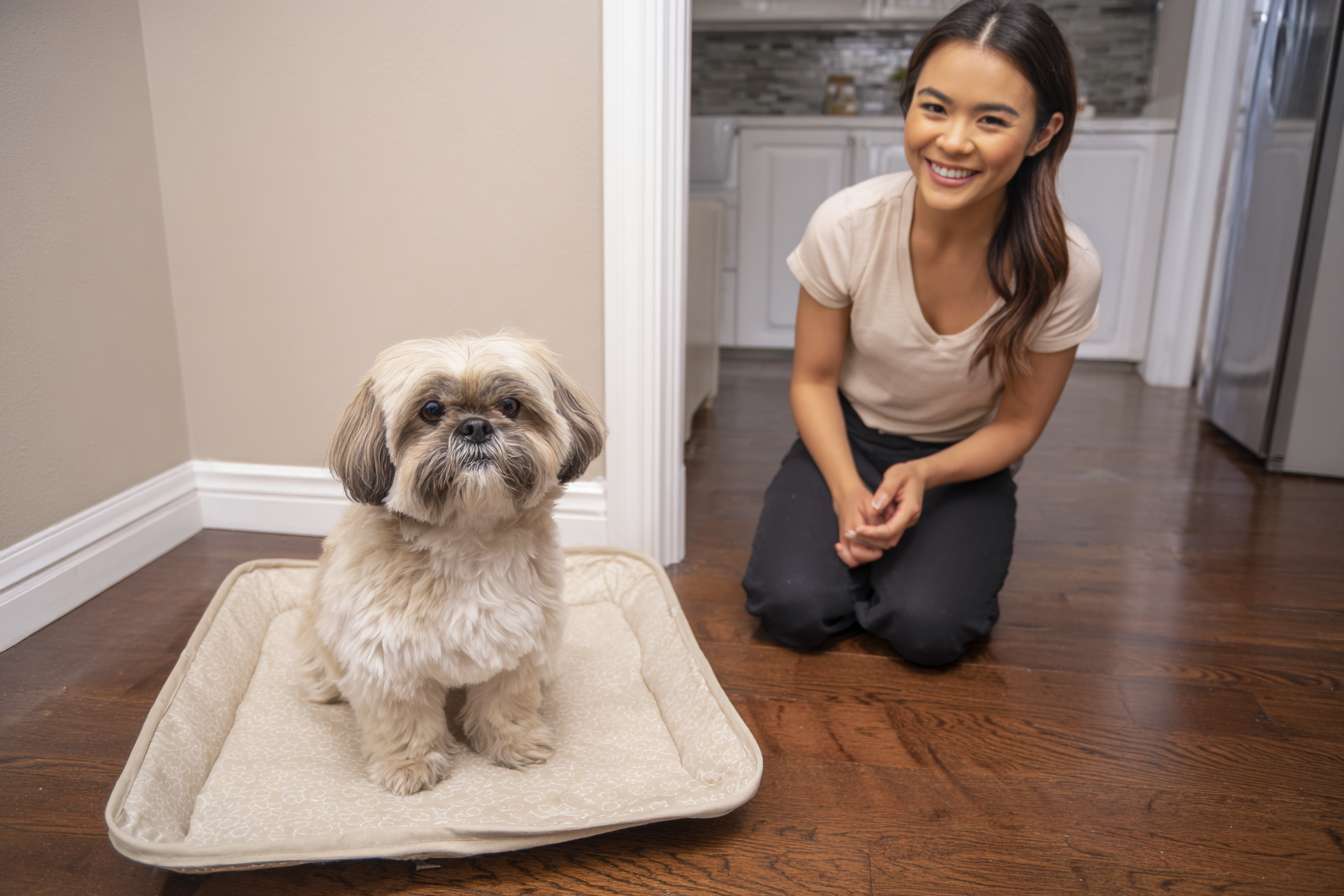A heartwarming scene of a happy, well-groomed adult Shih Tzu sitting proudly next to a perfectly used potty pad in its designated corner. The owner is kneeling down, smiling and offering a treat, representing the successful end goal of the training process.