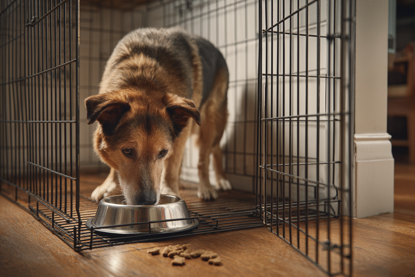 A photorealistic close-up of an adult mixed-breed dog eagerly eating from a bowl placed just inside an open crate door