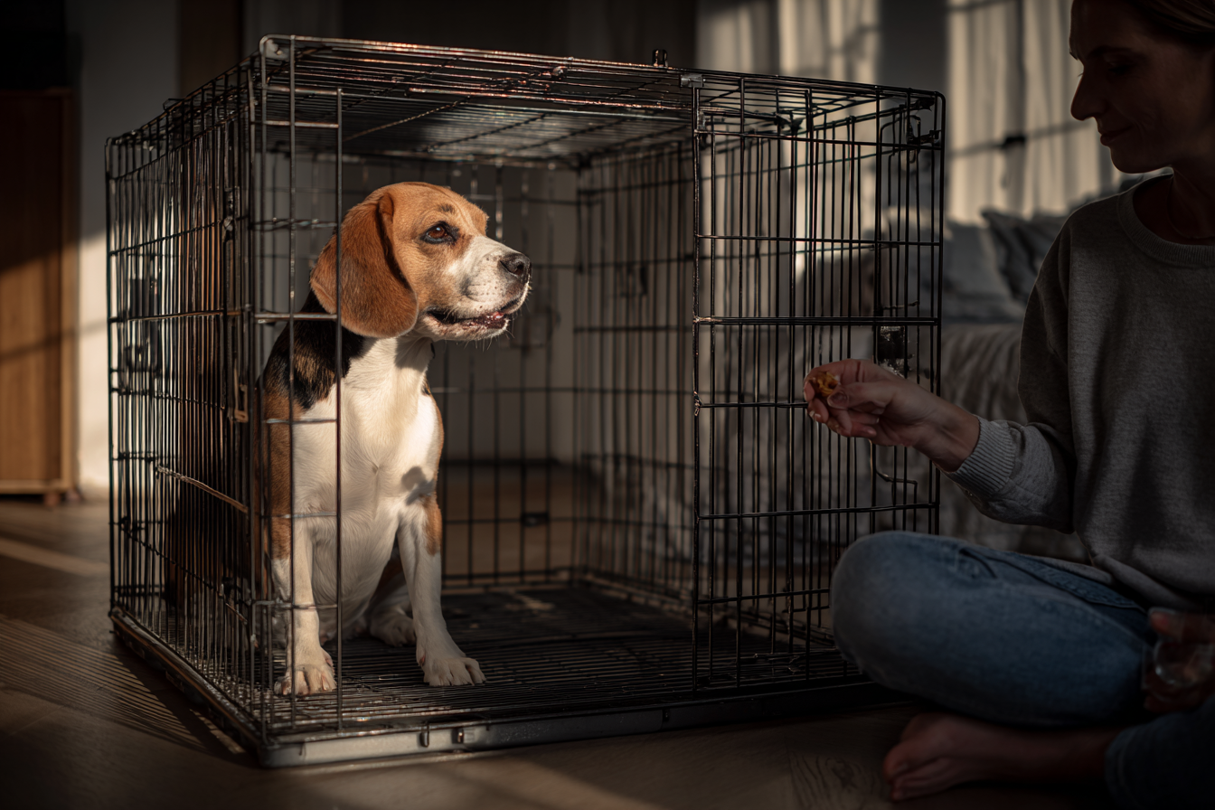 A photorealistic image of a calm adult Beagle sitting inside a closed wire crate, with its owner sitting nearby on the floor