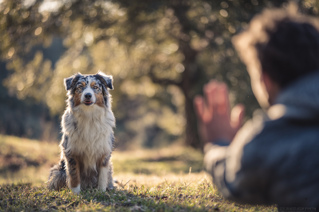 A sharp, high-quality photo of an Australian Shepherd in a perfect "stay" position in a park. The owner is shown 15 feet away, looking back at the dog with a smile, one hand held up in a clear "stop" signal.