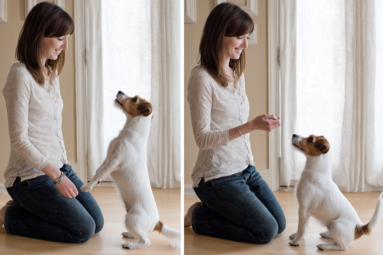 A split-image concept. On the left, a frustrated owner looks down at a wiggling Jack Russell Terrier that has broken its stay. On the right, the same pair is successful, with the dog sitting calmly and the owner rewarding it. The background is a simple, neutral living room.
