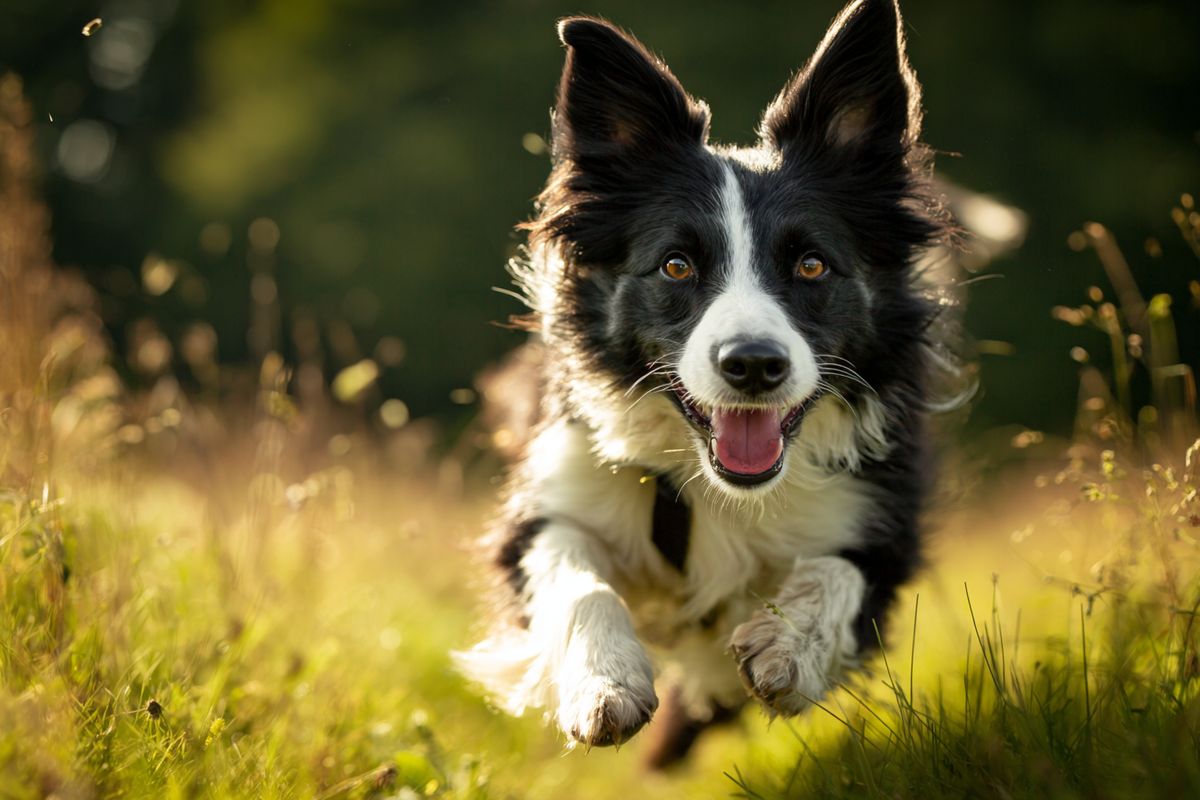 An action shot of a Border Collie bursting with joy, running towards the camera after being released from a long "stay" with the word "Okay!" The dog's expression is one of pure happiness and release.