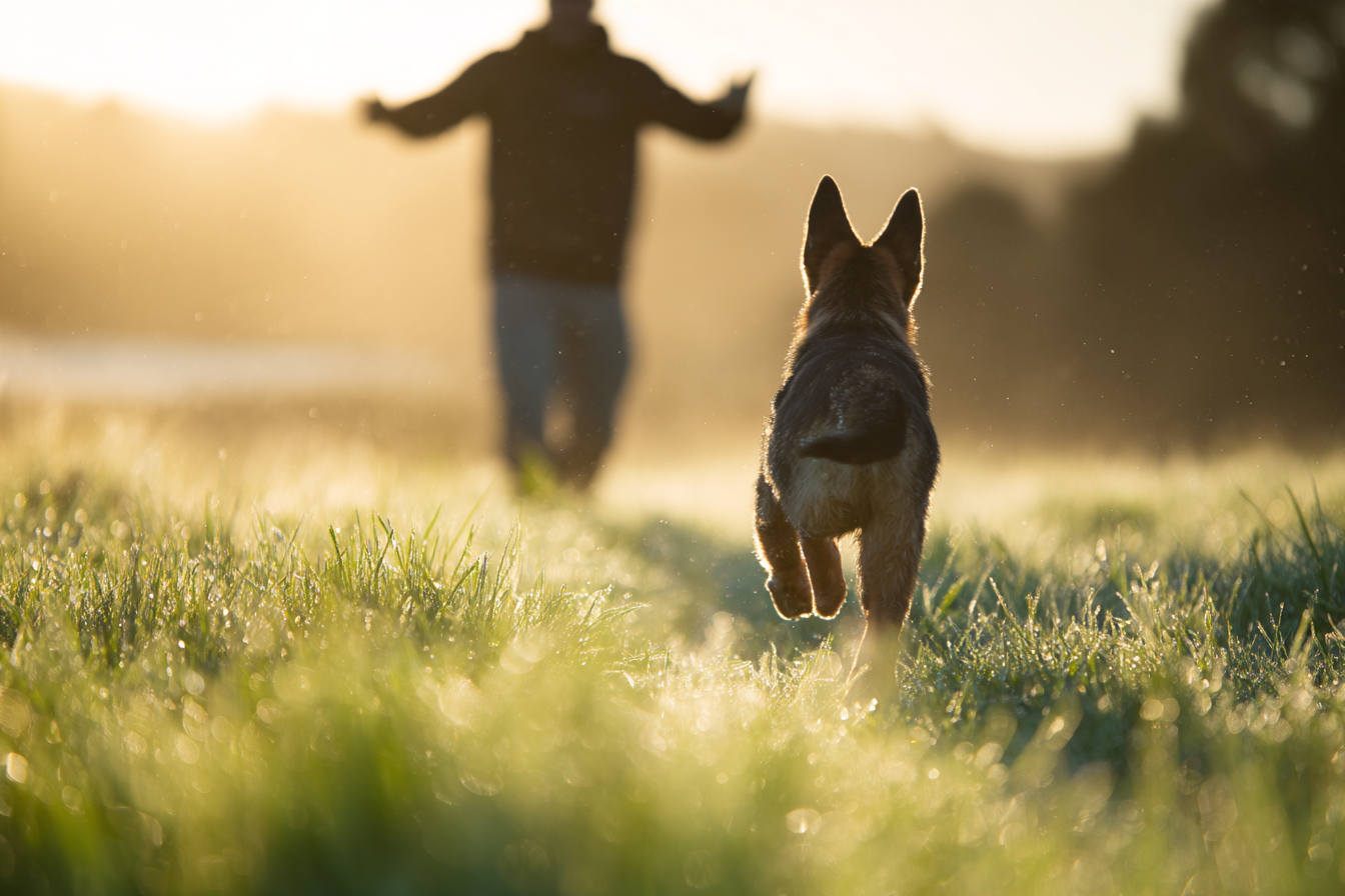 Dog running towards a person